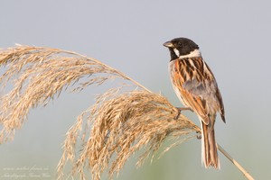 Rohrammer (Emberiza schoeniclus)