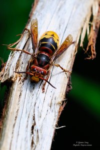 Hornisse...(Vespa crabro)