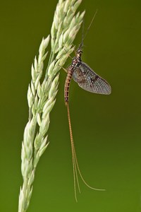 Eintagsfliege