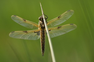 Kurz vor dem Jungfernflug