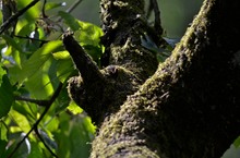 männlicher Kirschbaum