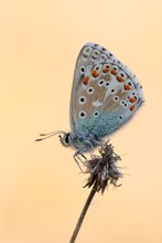 Himmelblauer Bläuling (Polyommatus bellargus)