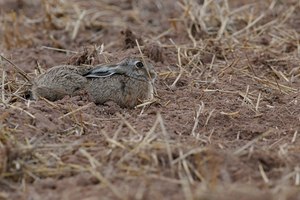 Feldhase (Lepus europaeus)