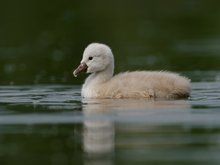 Höckerschwan  (Cygnus olor)