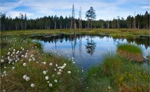 Frühling im Moor