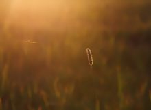 In der Abendsonne....