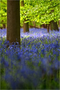 "Wald der blauen Blume"