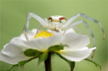 Veränderliche Krabbenspinne