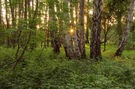 Abends im Auwald (2)