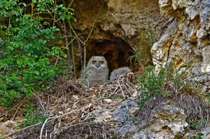 Uhu-Nestlinge