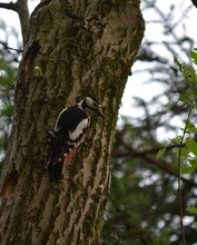 Specht am Nest