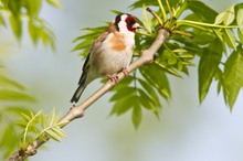 Stieglitz (Carduelis carduelis)