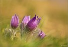 Pulsatilla oenipontana