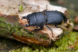 Balkenschröter (Dorcus parallelipipedus)