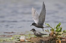 Trauerseeschwalbenpaar (Chlidonias niger)