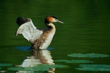 Haubentaucher (Podiceps Cristatus)