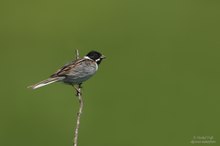 Rohrammer (Emberiza schoeniclus)