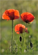 *Klatschmohn*