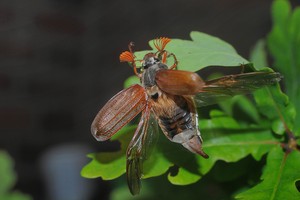 Jetzt fliegen sie wieder...