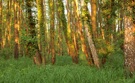 Abends im Auwald (3)