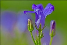 Campanula