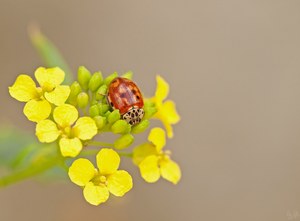 Quadripunctata