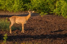 Moorbock