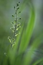 Listera ovata
