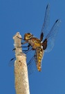 Libelle beim Sonnenbad