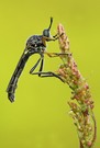 Höcker- Habichtsfliege