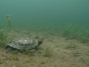 Überraschung im See: Rotwangenschildkröte