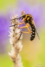 Kleine Wolfsfliege (Molobratia teutonus)