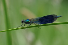 Gebänderte Prachtlibelle