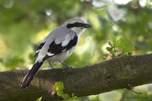 "Lanius excubitor" oder Nördlicher Raubwürger