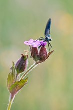 Prachtlibelle auf Lichtenlke