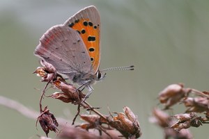 Großer Feuerfalter