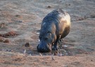 The last Hippo – das letzte Flusspferd ?