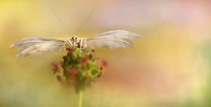 Pterophorus pentadactyla