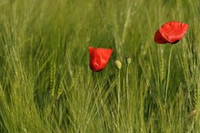 Mohn