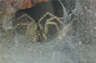 "Spinne"