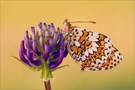 Melitaea cinxia