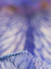 ~ Iris sibirica Detail ~