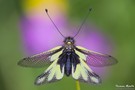 Libellen-Schmetterlingshaft III