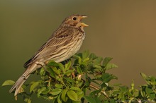 Grauammer (Emberiza calandra)