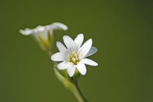 noch ein Blümchen