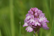 Pyramidenorchis im Taugras