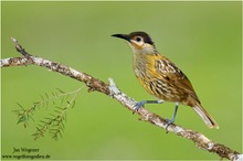 Kappenhonigfresser (Xanthotis macleayanus) Macleay's Honeyeater