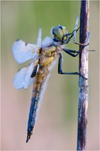 Vierfleck (Libellula quadrimaculata)