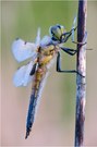 Vierfleck (Libellula quadrimaculata)