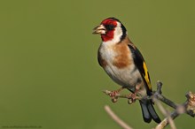 Stieglitz (Carduelis carduelis)